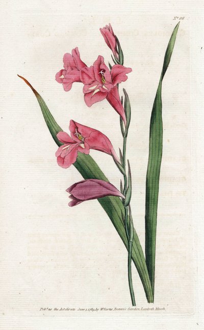 Common Glaieul (Lithography by James Sowerby, from the Botanical Magazine by William Curtis) by James Sowerby
