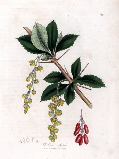 Common Barberry - Common Barberry, Berberis Vulgaris. Handcoloured Copperplate Engraving from a Botanical Illustration by James Sowerby from William Woodville and Sir William Jackson Hooker