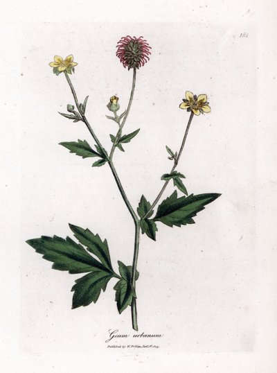 Common Benoite or Grass of Saint Benoit - Wood Avens, Geum Urbanum. Handcoloured Copperplate Engraving from a Botanical Illustration by James Sowerby from William Woodville and Sir William Jackson Hooker