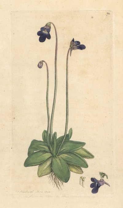 Common Butterwort, Pinguicula vulgaris by James Sowerby