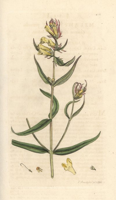 Common Cowwheat, Melampyrum pratense (Handcoloured copperplate engraving) by James Sowerby