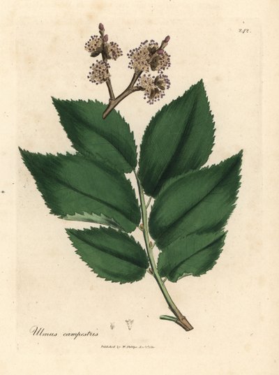 Common Elm Tree, Ulmus campestris by James Sowerby