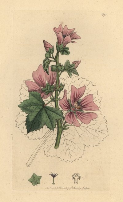 Common Mallow, Malva Sylvestris by James Sowerby