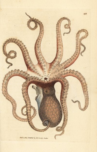 Common octopus, Octopus vulgaris by James Sowerby