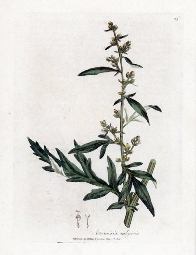 Common or vulgar sagebrush - Mugwort, Artemisia vulgaris by James Sowerby