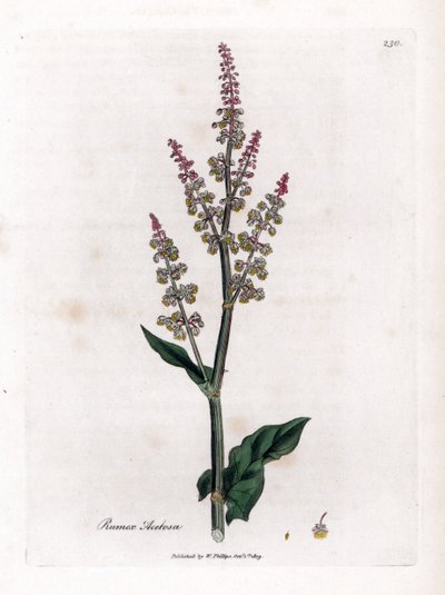 Common oseillle or large sorrel - Garden sorrel, Rumex acetosa by James Sowerby