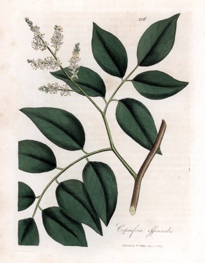 Copaier - Balsam of Copaiva, Copaifera Officinalis. Handcoloured Copperplate Engraving from a Botanical Illustration by James Sowerby from William Woodville and Sir William Jackson Hooker