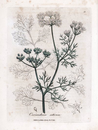 Coriander by James Sowerby