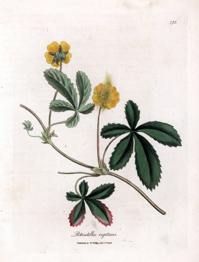 Creeping Cinquefoil or Common Cinquefoil, Potentilla reptans (Handcoloured copperplate engraving) by James Sowerby