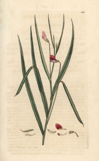 Crimson Grassvetch, Lathyrus nissolia. Handcoloured Copperplate Engraving after an Illustration by James Sowerby from James Smith