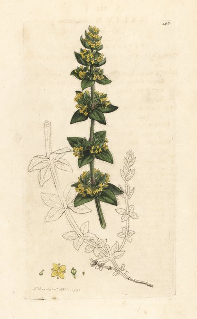 Crosswort or Smooth Bedstraw, Cruciata laevipes (Galium cruciatum) (Handcoloured copperplate engraving) by James Sowerby