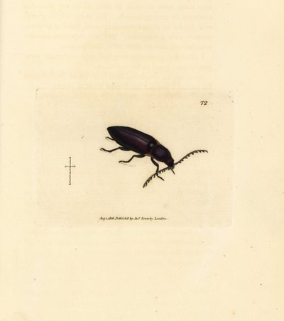 Ctenicera Cuprea Beetle (Handcoloured Copperplate Engraving by James Sowerby from The British Miscellany) by James Sowerby