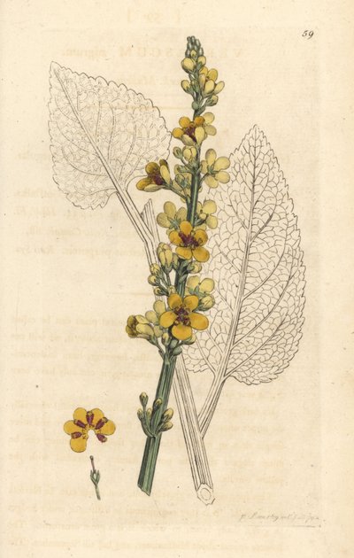 Dark Mullein, Verbasum nigrum by James Sowerby