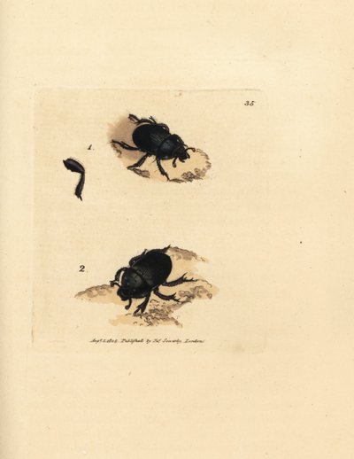 Dor beetle or earth-boring dung beetle, Geotrupes puncticollis (Scarabaeus spiniger) by James Sowerby