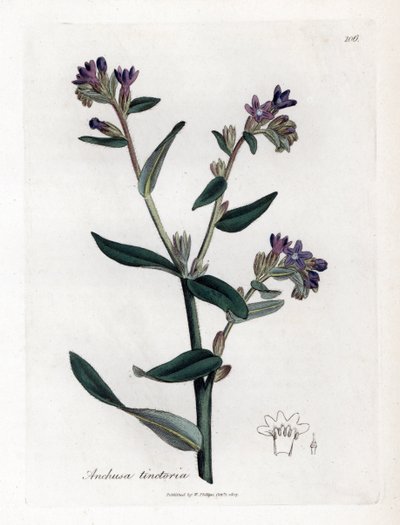 Dyer