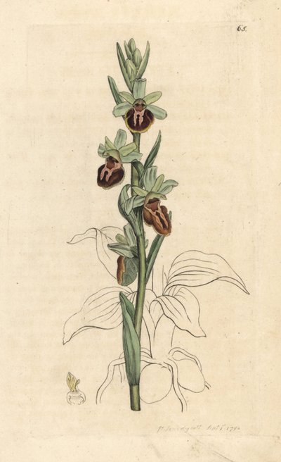 Early Spider Orchid, Ophrys sphegodes by James Sowerby