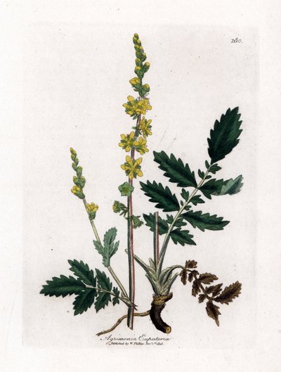 Eupatory Sour - Agrimony, Agrimonia Eupatoria. Handcoloured Copperplate Engraving from a Botanical Illustration by James Sowerby from William Woodville and Sir William Jackson Hooker