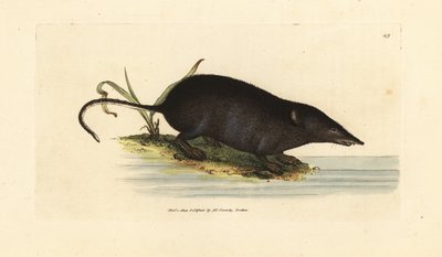 Eurasian Water Shrew, Neomys fodiens by James Sowerby
