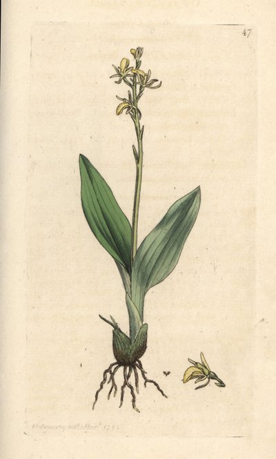 Fen orchid, Liparis loeselii by James Sowerby