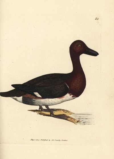 Ferruginous pochard, Aythya nyroca (Anas nyroca, olive-tufted duck) by James Sowerby