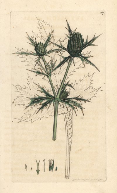 Field Eryngo, Eryngium Campestre (Panicaut Champetre) by James Sowerby
