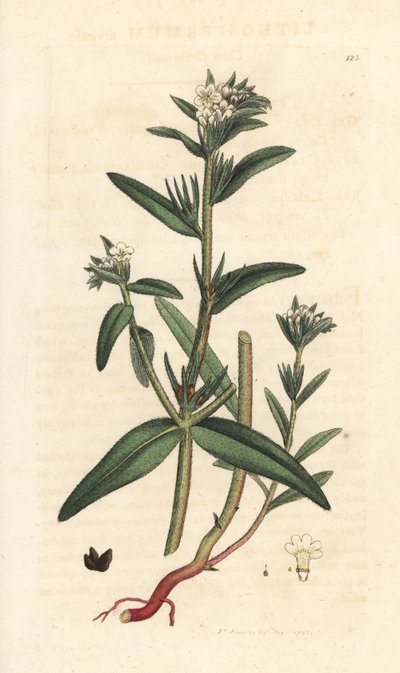 Field Gromwell, Buglossoides Arvensis (Lithospermum Arvense) (Gremil des Champs) by James Sowerby
