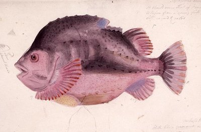 Fish by James Sowerby