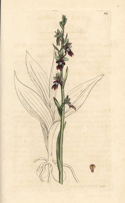 Fly Orchid, Ophrys Insectifera (Fly Orchis, Ophrys Muscifera) by James Sowerby