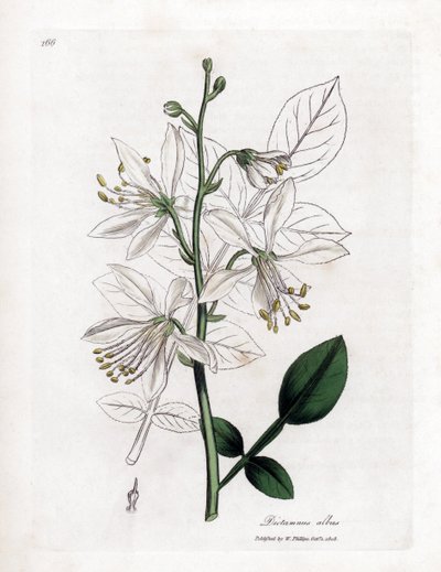 Fraxinelle - White Fraxinella or Bastard Dittany, Dictamnus Albus by James Sowerby