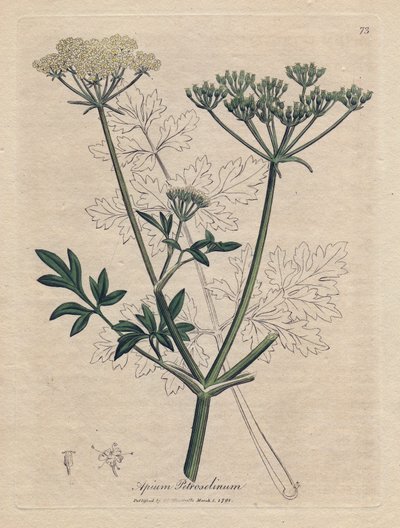 Fried parsley, Apium petroselinum by James Sowerby
