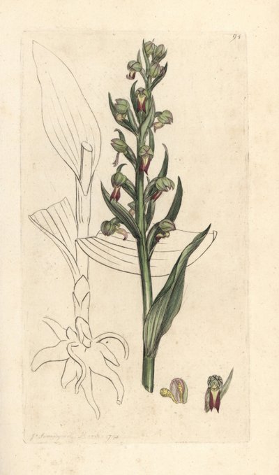 Frog Orchid, Dactylorhiza viridis (Frog Satyrion or Orchis, Satyrium viride). Handcoloured Copperplate Engraving after an Illustration by James Sowerby from James Smith