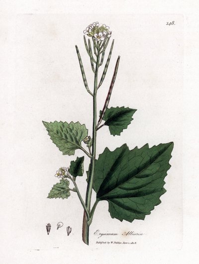 Garlic Mustard, Alliaria Petiolata by James Sowerby