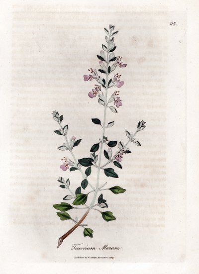 Germandree marum or germandree of cats - Cat thyme, Teucrium marum by James Sowerby
