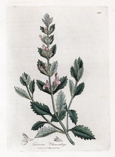 Germandree Petit Oak - Common Germander, Teucrium Chamaedrys by James Sowerby