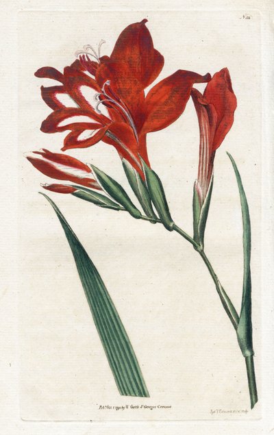 Glaieul Cardinal by James Sowerby
