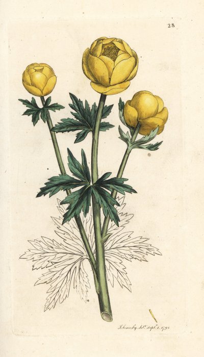 Globe Flower, Trollius europaeus (Handcoloured copperplate engraving) by James Sowerby