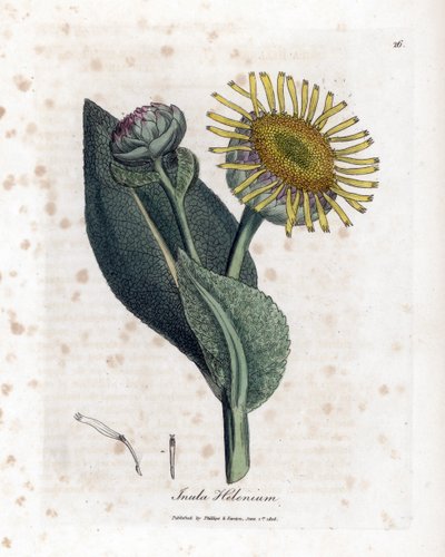 Grande Aunee - Elecampane, Inula Helenium by James Sowerby