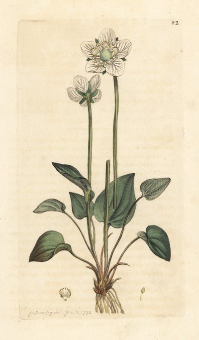Grassy of Parnassus, Parnassia palustris (Handcoloured copperplate engraving) by James Sowerby