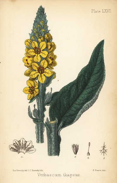 Great Mullein, Verbasum Thapsus. Handcoloured Lithograph by Charlotte Caroline Sowerby after an Illustration by James Sowerby from Edward Hamilton