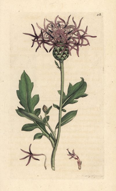 Greater Knapweed by James Sowerby