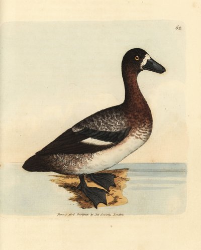 Greater scaup duck, Aythya marila, female (White-faced duck, Anas fraenata) by James Sowerby