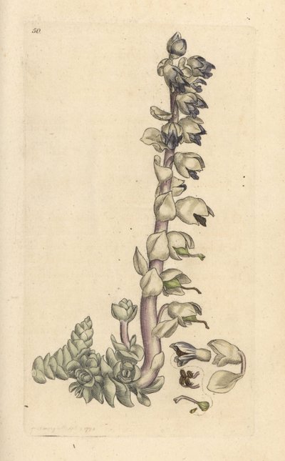 Greater Toothwort, Lathraea squamaria (Grande Cardamine) Handcoloured Copperplate Engraving after an Illustration by James Sowerby from James Smith