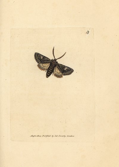 Green-brindled dot moth, Valeria oleagina by James Sowerby