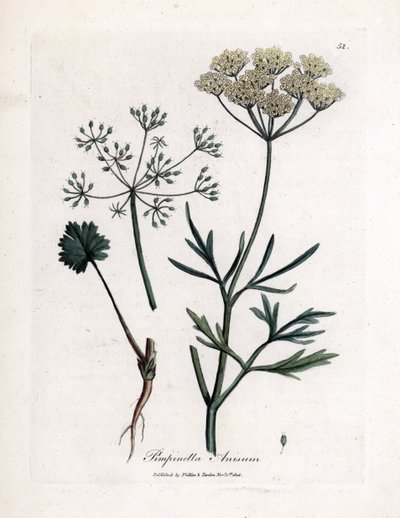 Green Anise, Pimpinella anisum by James Sowerby
