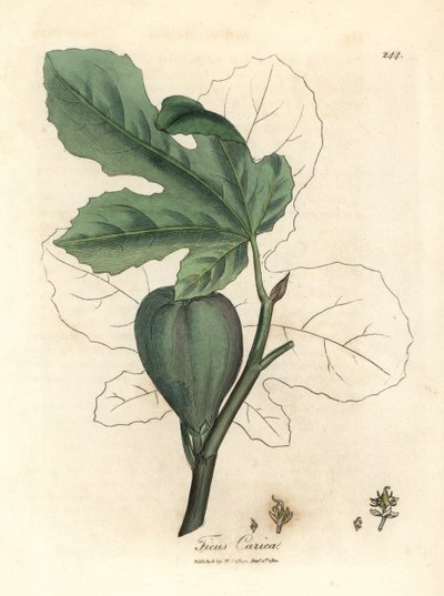 Green Fig, Fruit, Leaves, Leaf Outline, Ficus carica by James Sowerby