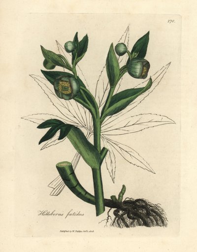 Green flowered fetid hellebore or bear