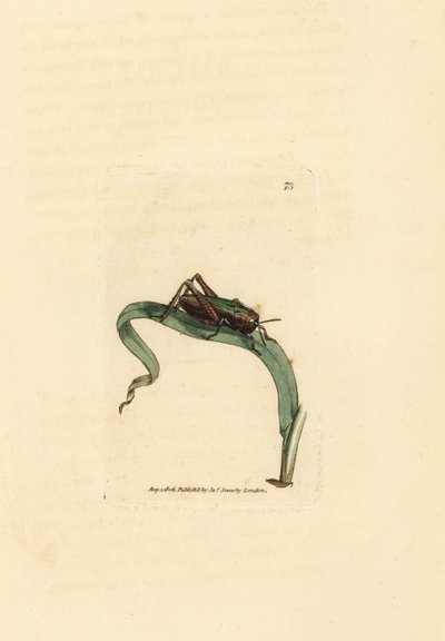 Green grasshopper, Omocestus viridulus by James Sowerby