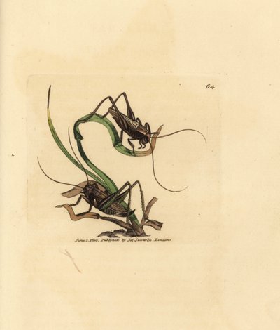 Grey Bush Cricket (Handcoloured Copperplate Engraving by James Sowerby from The British Miscellany) by James Sowerby