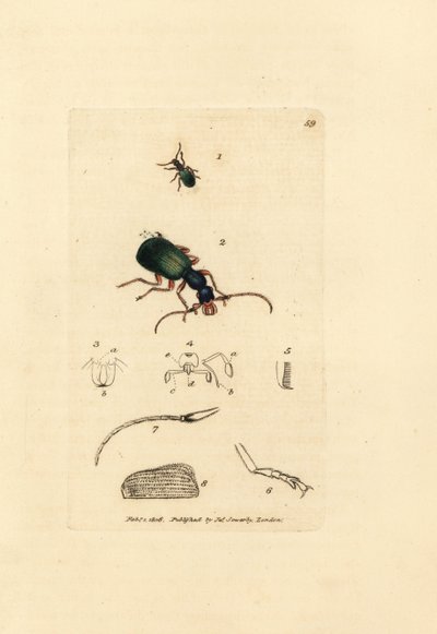 Ground beetle, Drypta dentata by James Sowerby