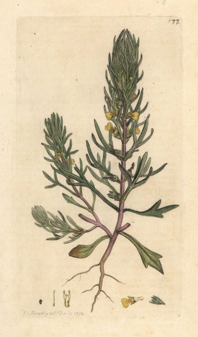 Ground Pine by James Sowerby